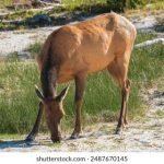 探索中文字幕的魅力与文化影响力 x96a371ude